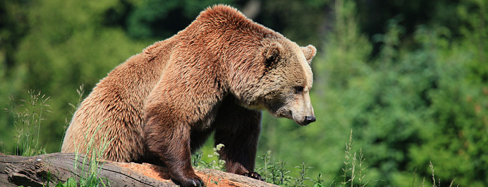 Urlaub am Nationalpark Bayerischer Wald