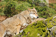 Nationalpark Bayerischer Wald